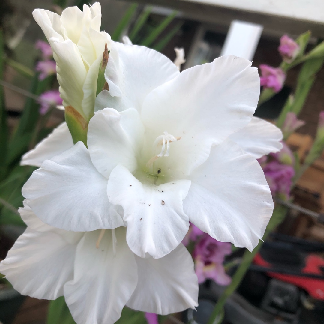 Gladiolus Sophie in the GardenTags plant encyclopedia Gladioli Sophie (Large-flowered) in the GardenTags plant encyclopedia