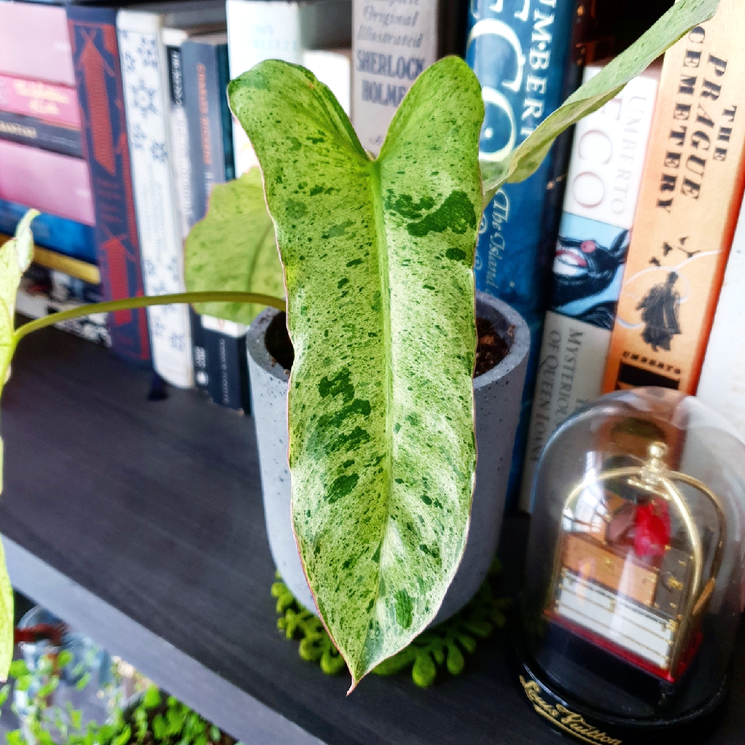 Philodendron Paraiso Verde in the GardenTags plant encyclopedia