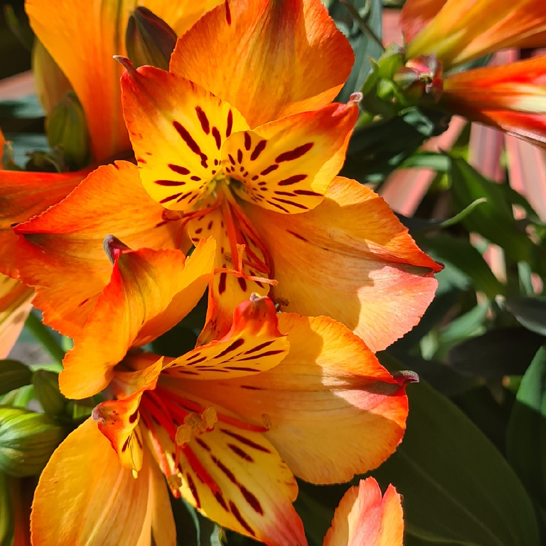 Alstroemeria Tesbryce (Inticancha Series) syn. Alstroemeria Inticancha Bryce in the GardenTags plant encyclopedia Peruvian Lily Inticancha Bryce in the GardenTags plant encyclopedia