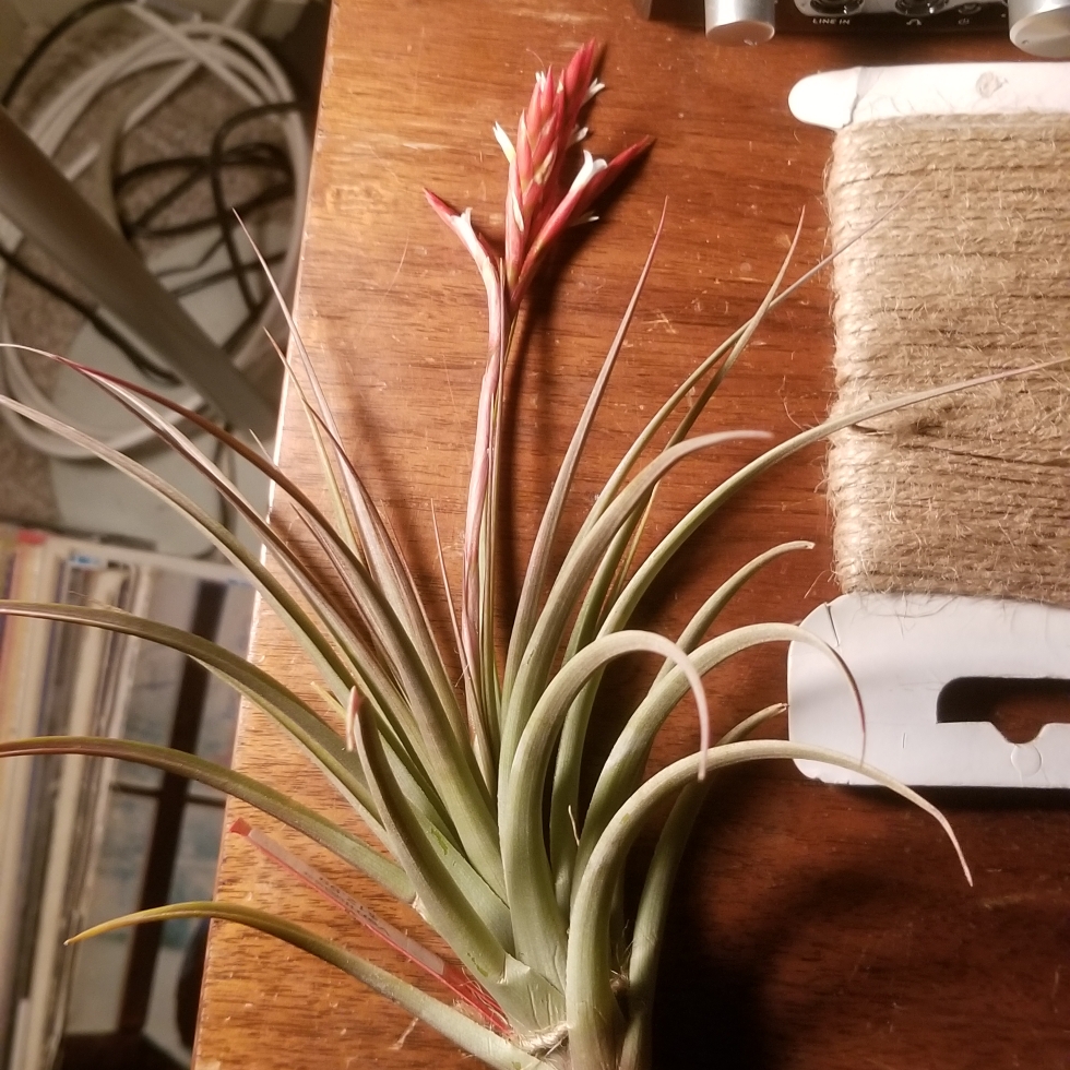 Tillandsia vernicosa in the GardenTags plant encyclopedia Airplant (Species) Tillandsia vernicosa in the GardenTags plant encyclopedia