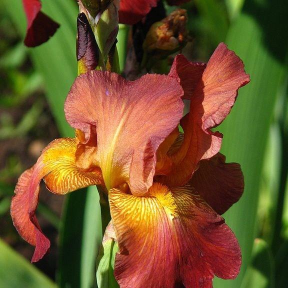 Iris x germanica Red Revival in the GardenTags plant encyclopedia Bearded Iris Red Revival (Tall) in the GardenTags plant encyclopedia