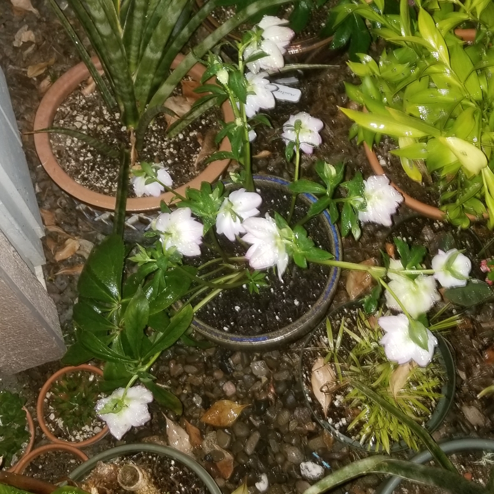 Helleborus x hybridus Monobyrn2 syn. Helleborus x hybridus Cascade Picotee in the GardenTags plant encyclopedia Hellebore Cascade Picotee in the GardenTags plant encyclopedia