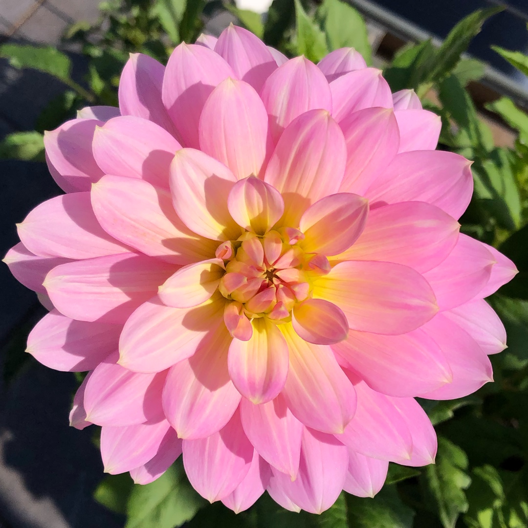 Dahlia Sunnyrose in the GardenTags plant encyclopedia Dahlia Sunnyrose (Decorative) in the GardenTags plant encyclopedia
