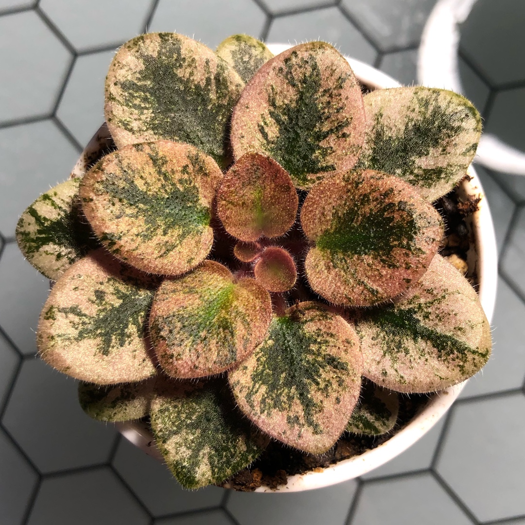Streptocarpus sect. Saintpaulia Robs Love Bite syn. Saintpaulia Robs Love Bite in the GardenTags plant encyclopedia African Violet Robs Love Bite in the GardenTags plant encyclopedia