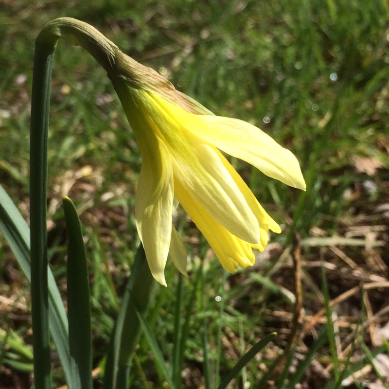 Narcissus W.P. Milner syn. Narcissus Mr Milner in the GardenTags plant encyclopedia Daffodil W.P. Milner (Trumpet) in the GardenTags plant encyclopedia