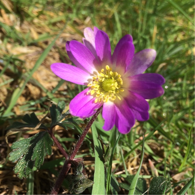 Anemone blanda Radar in the GardenTags plant encyclopedia Winter windflower Radar in the GardenTags plant encyclopedia