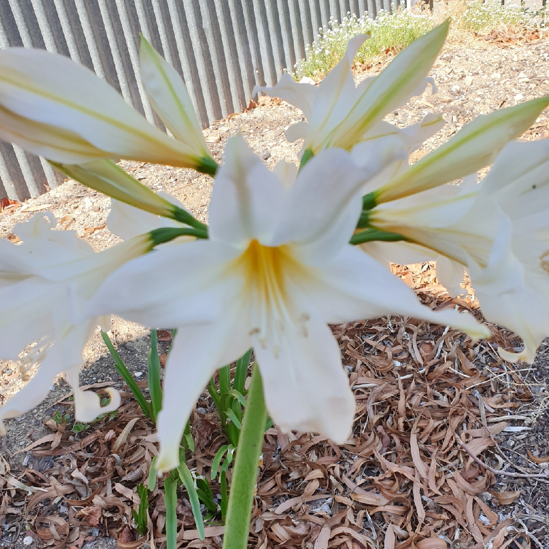 Amaryllis belladonna Hathor in the GardenTags plant encyclopedia Jersey Lily Hathor in the GardenTags plant encyclopedia