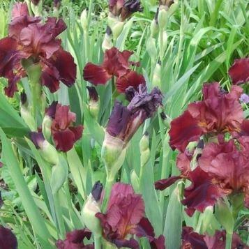 Iris x germanica Warrior King in the GardenTags plant encyclopedia Bearded Iris Warrior King (Tall) in the GardenTags plant encyclopedia