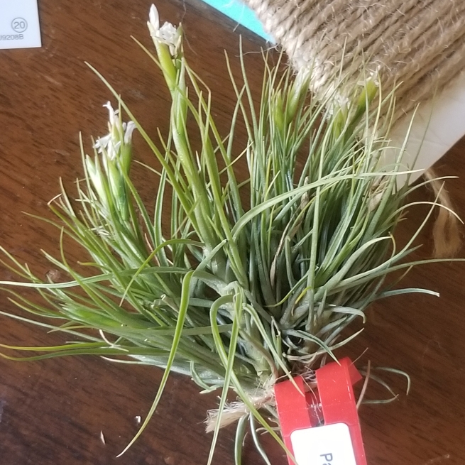 Tillandsia pardoi in the GardenTags plant encyclopedia Airplant (Species) Tillandsia pardoi in the GardenTags plant encyclopedia