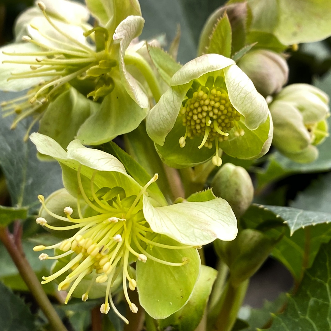 Helleborus x sternii in the GardenTags plant encyclopedia Hellebore (Species) Sterns Hellebore in the GardenTags plant encyclopedia
