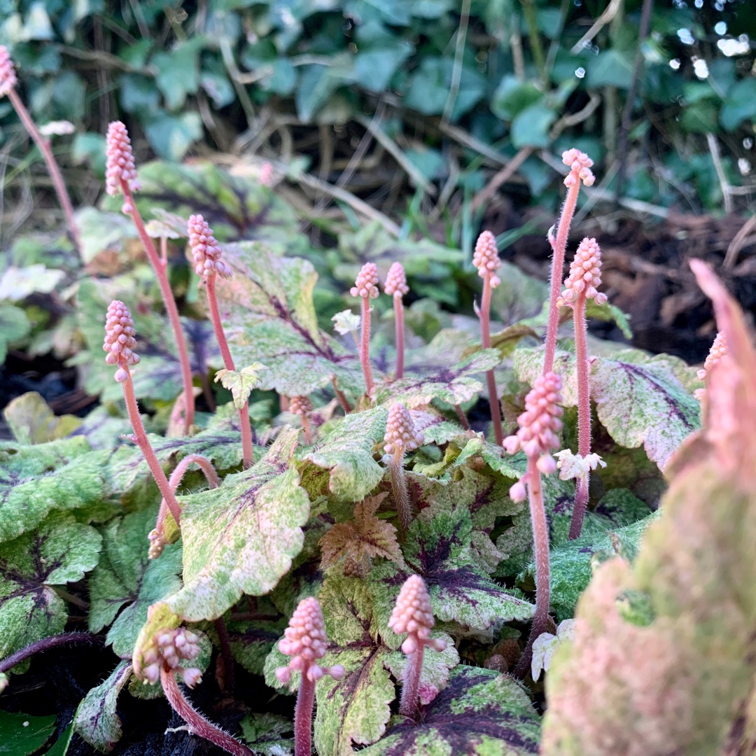 Tiarella Mystic Mist in the GardenTags plant encyclopedia Foamflower Mystic Mist in the GardenTags plant encyclopedia