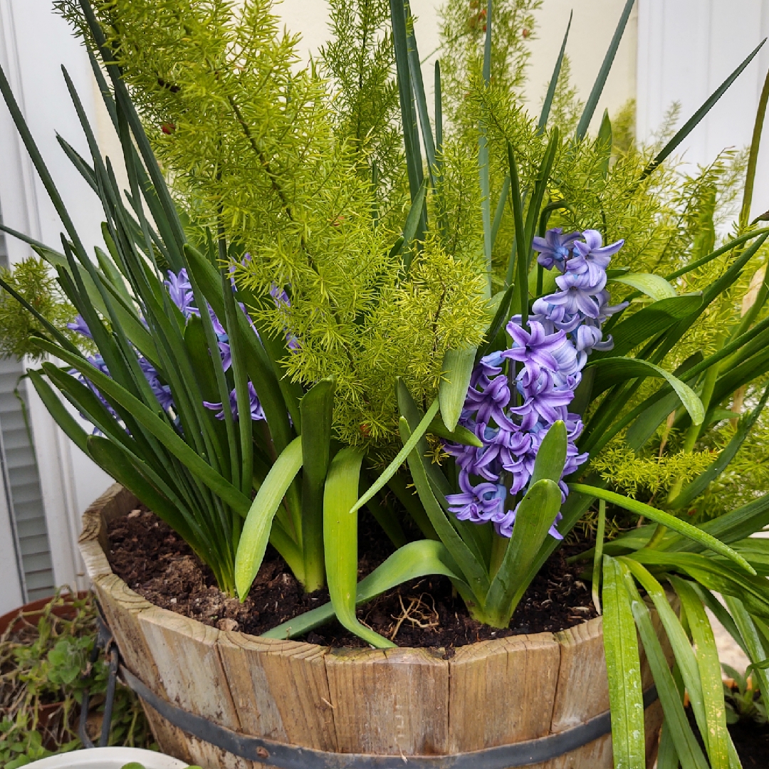 Hyacinthus orientalis Anastasia in the GardenTags plant encyclopedia Hyacinth Anastasia in the GardenTags plant encyclopedia