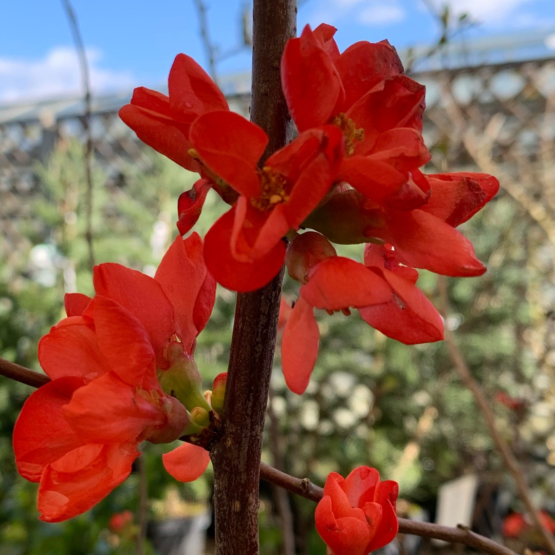Chaenomeles speciosa Mincha01 syn. Chaenomeles speciosa Mango Storm in the GardenTags plant encyclopedia Japanese Quince Mango Storm in the GardenTags plant encyclopedia