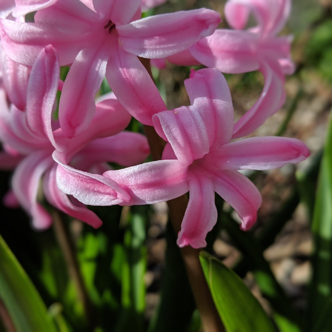 Hyacinthus orientalis Atlantic in the GardenTags plant encyclopedia Hyacinth Atlantic in the GardenTags plant encyclopedia