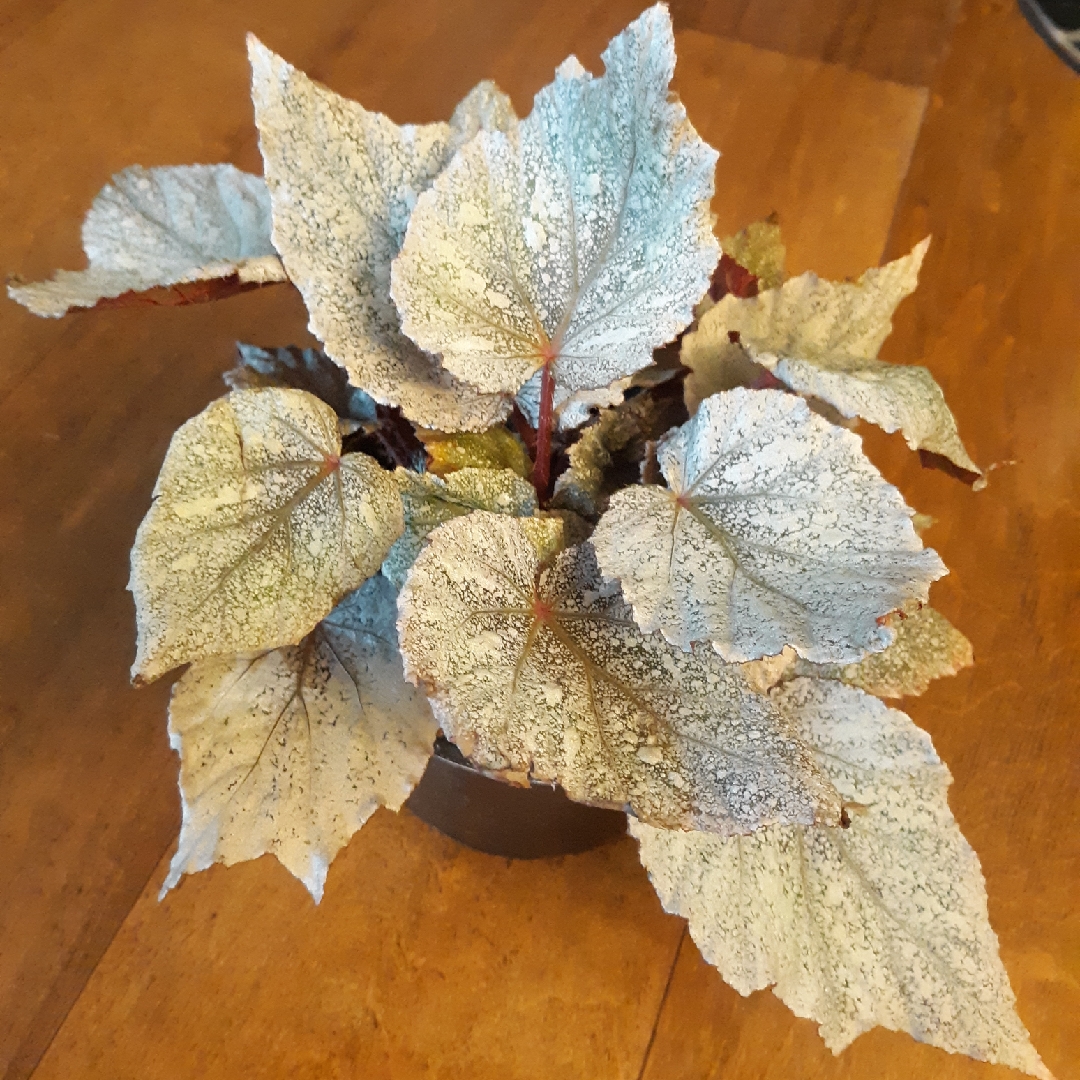 Begonia (Rex Cultorum Group) Shadow King Cool White (Shadow King Series) syn. Begonia rex Shadow King Cool White in the GardenTags plant encyclopedia Rex Begonia Shadow King Cool White in the GardenTags plant encyclopedia
