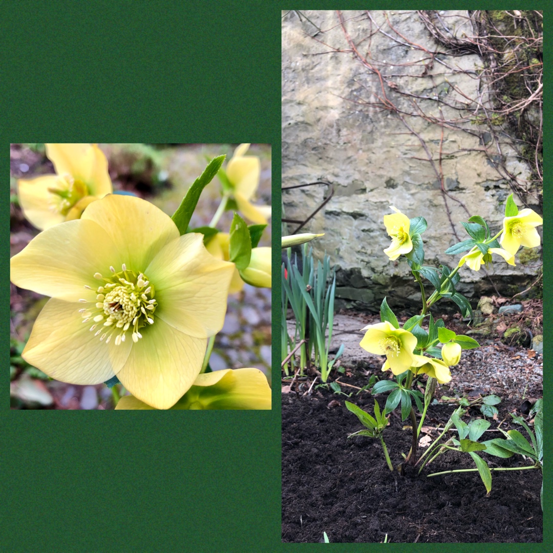 Helleborus x hybridus Harvington Yellow in the GardenTags plant encyclopedia Hellebore Harvington Yellow in the GardenTags plant encyclopedia