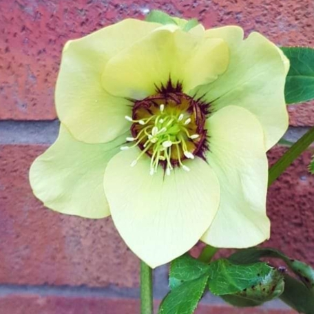 Helleborus x hybridus Single Yellow With Dark Eye in the GardenTags plant encyclopedia Hellebore Single Yellow With Dark Eye in the GardenTags plant encyclopedia