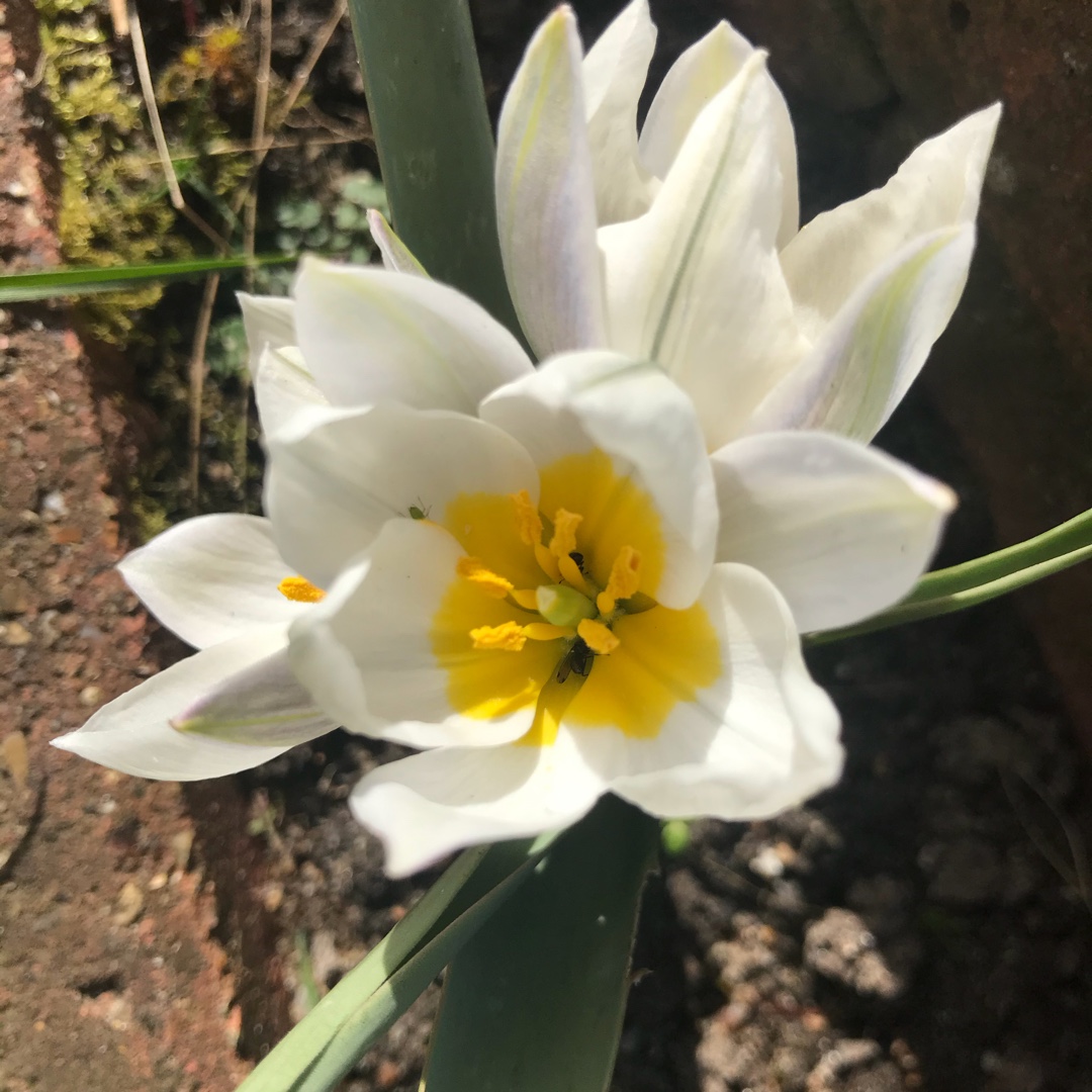 Tulipa polychroma in the GardenTags plant encyclopedia Tulip (Species) Polychrome Tulip in the GardenTags plant encyclopedia
