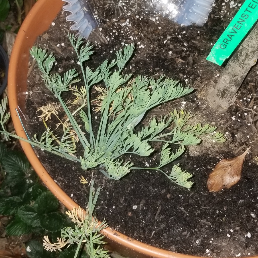 Eschscholzia californica Red Chief in the GardenTags plant encyclopedia California Poppy Red Chief in the GardenTags plant encyclopedia