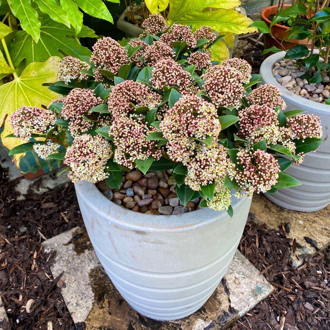 Skimmia japonica Moerings 47 syn. Skimmia japonica Pink Dwarf in the GardenTags plant encyclopedia Japanese Skimmia Pink Dwarf in the GardenTags plant encyclopedia