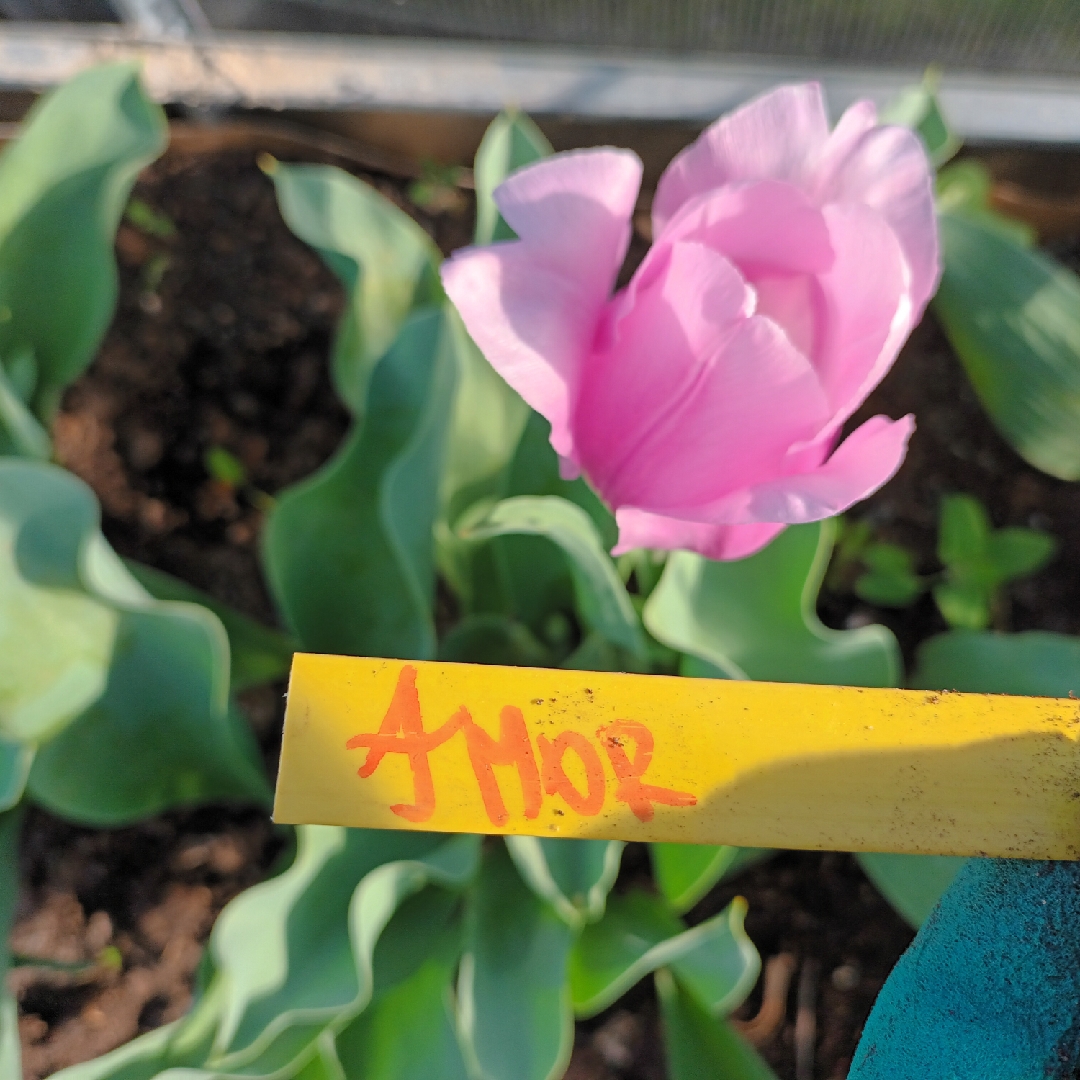 Tulipa Synaeda Amor in the GardenTags plant encyclopedia Tulip Synaeda Amor (Triumph) in the GardenTags plant encyclopedia