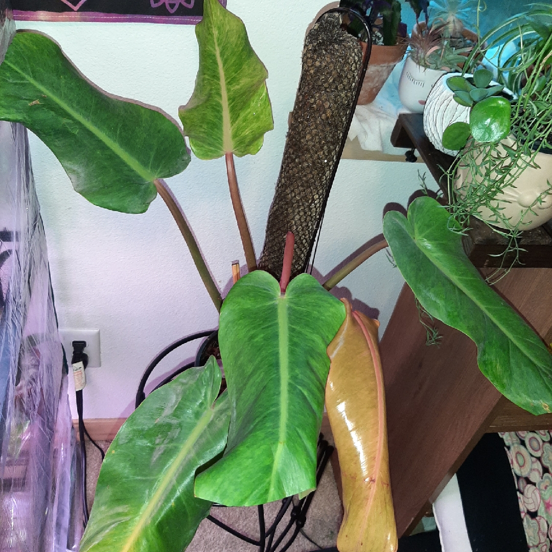 Philodendron Orange Marmalade syn. Philodendron Orange Hybrid in the GardenTags plant encyclopedia Philodendron Orange Marmalade in the GardenTags plant encyclopedia
