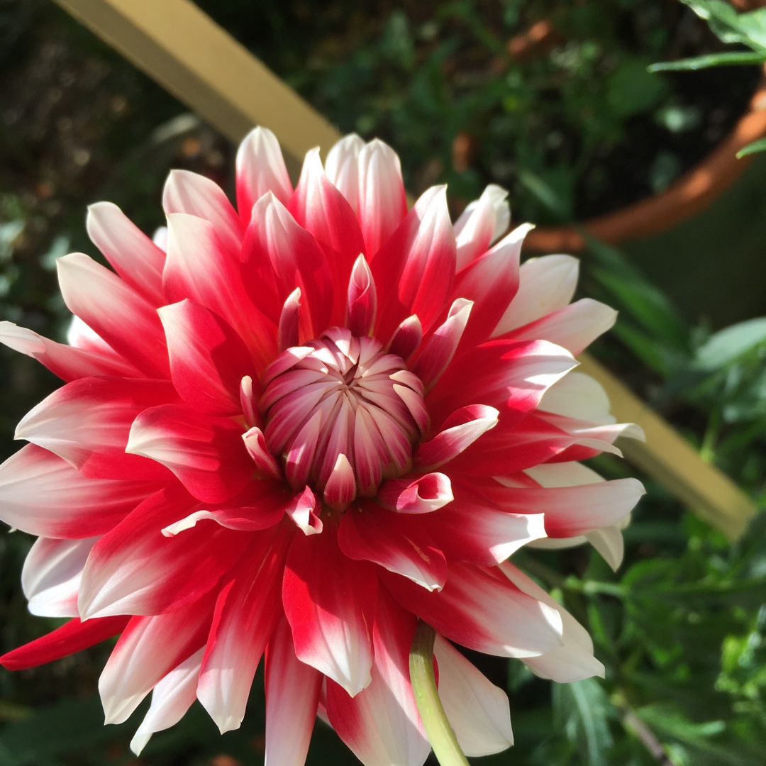 Dahlia Circus in the GardenTags plant encyclopedia Dahlia Circus (Semi-cactus) in the GardenTags plant encyclopedia