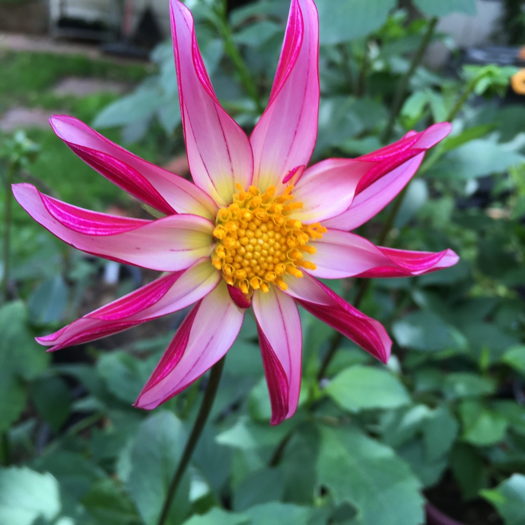 Dahlia Christie Starlet in the GardenTags plant encyclopedia Dahlia Christie Starlet (Single Orchid) in the GardenTags plant encyclopedia