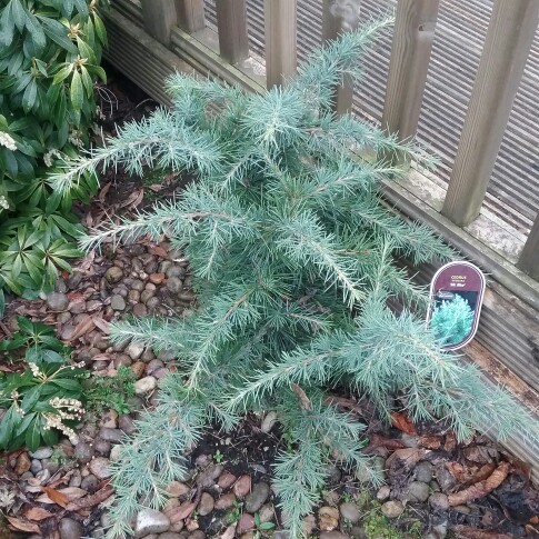 Cedrus deodara Mr Blue in the GardenTags plant encyclopedia Deodar Cedar Mr.Blue in the GardenTags plant encyclopedia