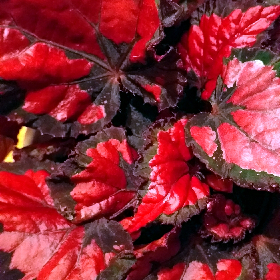 Begonia (Rex Cultorum Group) Inca Flame syn. Begonia rex Inca Flame in the GardenTags plant encyclopedia Rex Begonia Inca Flame in the GardenTags plant encyclopedia
