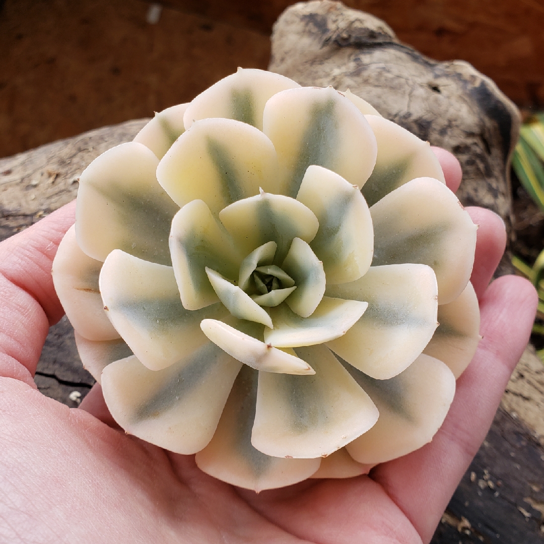Echeveria Akaihosi Variegata in the GardenTags plant encyclopedia Echeveria Akaihosi in the GardenTags plant encyclopedia