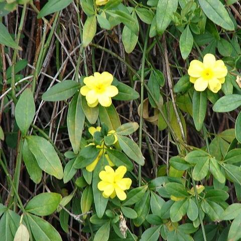 Jasminum mesnyi in the GardenTags plant encyclopedia Primrose Jasmine in the GardenTags plant encyclopedia