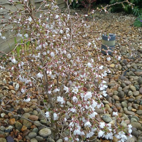 Prunus incisa Kojo-no-mai in the GardenTags plant encyclopedia Flowering Cherry Kojo-no-mai in the GardenTags plant encyclopedia