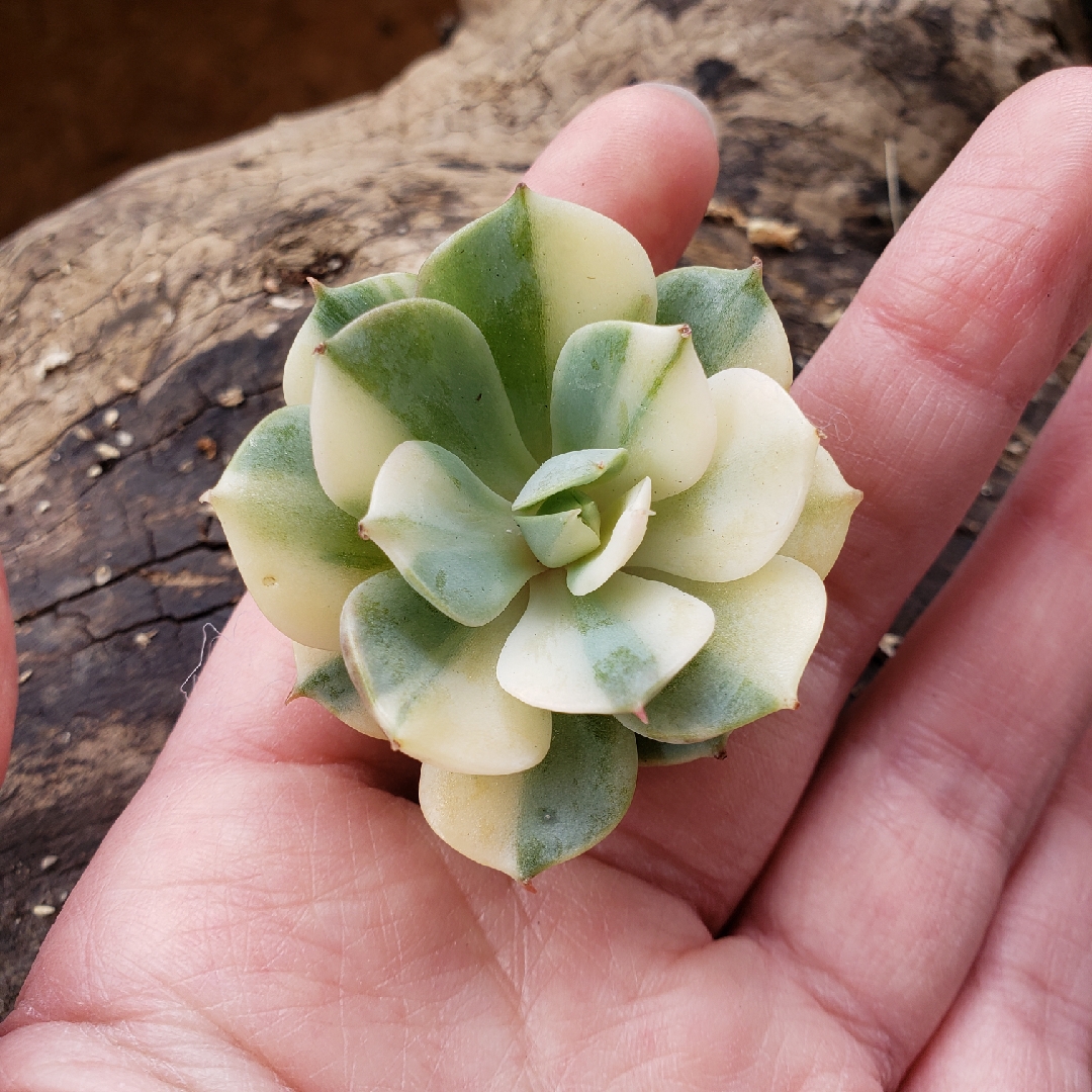 Echeveria Peacockii Bluete Variegata in the GardenTags plant encyclopedia Echeveria Peacockii Bluete in the GardenTags plant encyclopedia