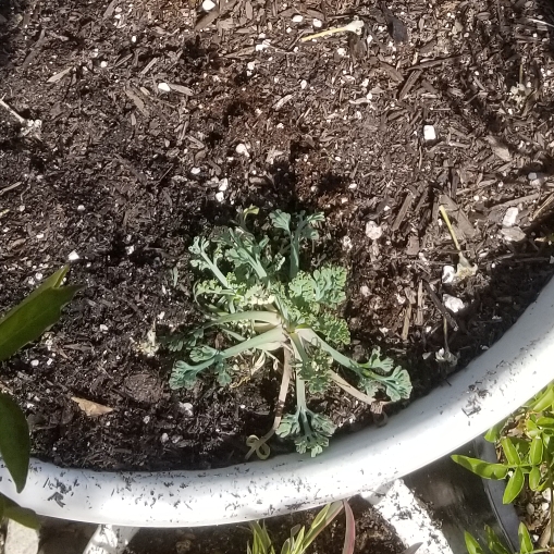 Eschscholzia californica Chiffon Mix (Thai Silk Series) in the GardenTags plant encyclopedia California Poppy Chiffon Mix in the GardenTags plant encyclopedia
