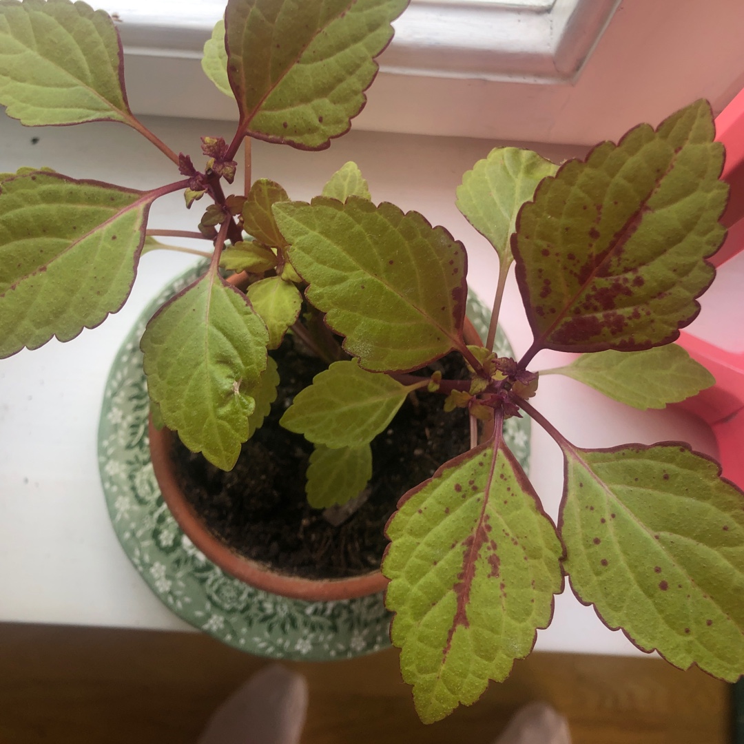 Solenostemon scutellarioides Spicy (Color Clouds Series) in the GardenTags plant encyclopedia Coleus Spicy in the GardenTags plant encyclopedia