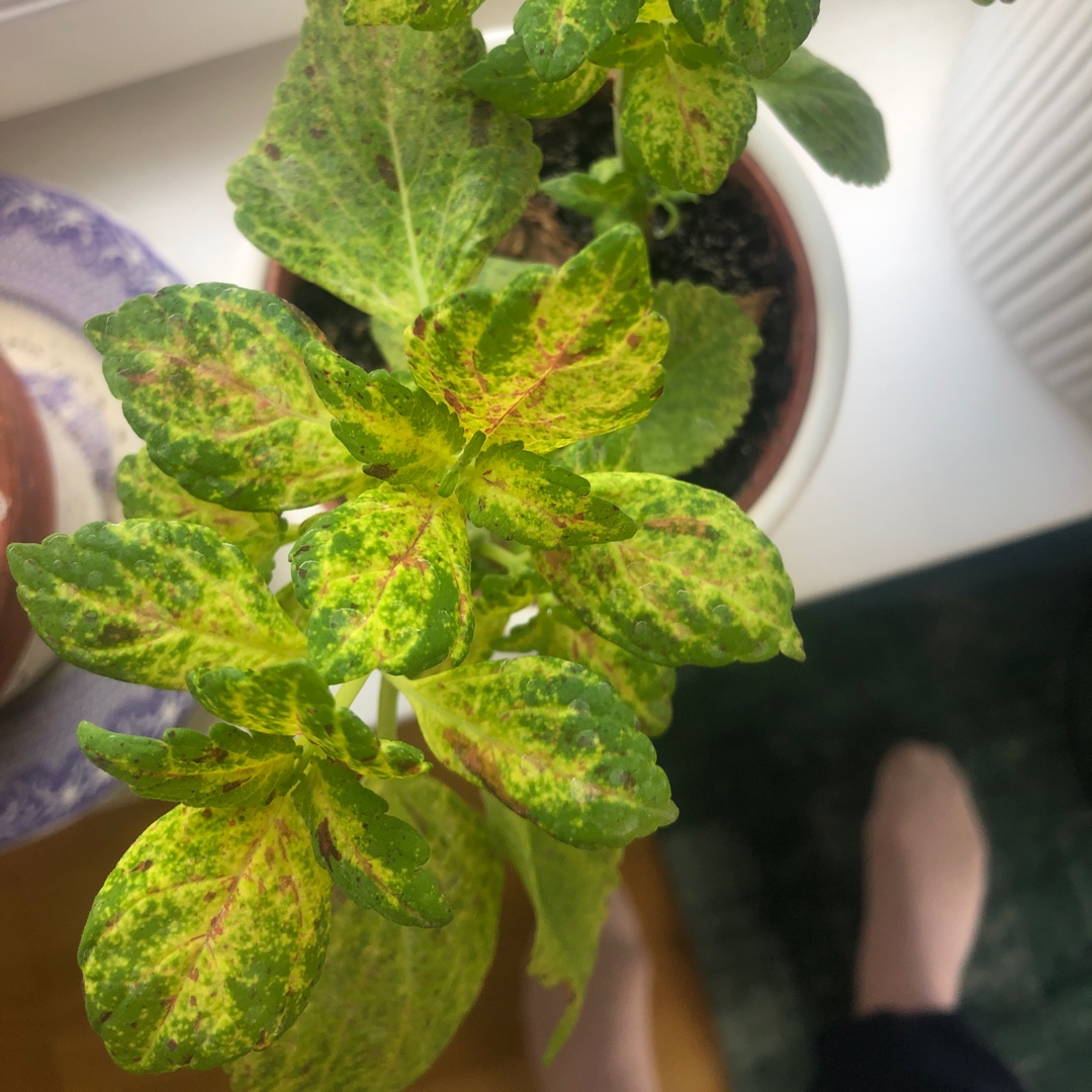 Solenostemon scutellarioides Pink Thrill in the GardenTags plant encyclopedia Coleus Pink Thrill in the GardenTags plant encyclopedia
