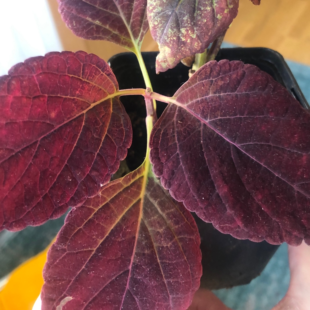 Solenostemon scutellarioides Glinda in the GardenTags plant encyclopedia Coleus Glinda in the GardenTags plant encyclopedia