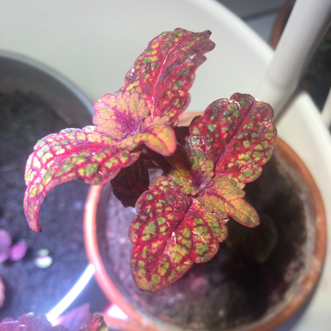 Solenostemon scutellarioides Mr Wonderful in the GardenTags plant encyclopedia Coleus Mr Wonderful in the GardenTags plant encyclopedia