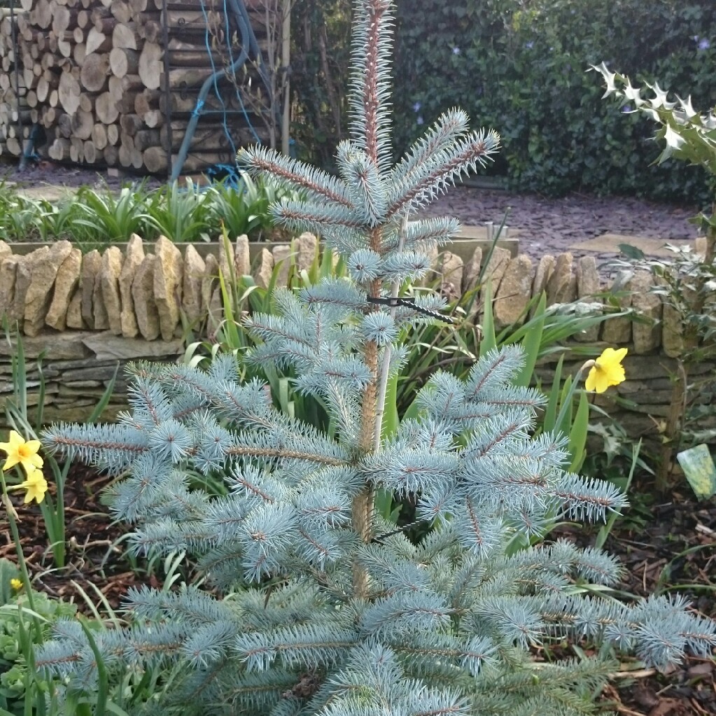 Picea pungens 'Edith', Blue Spruce 'Edith' GardenTags plant encyclopedia