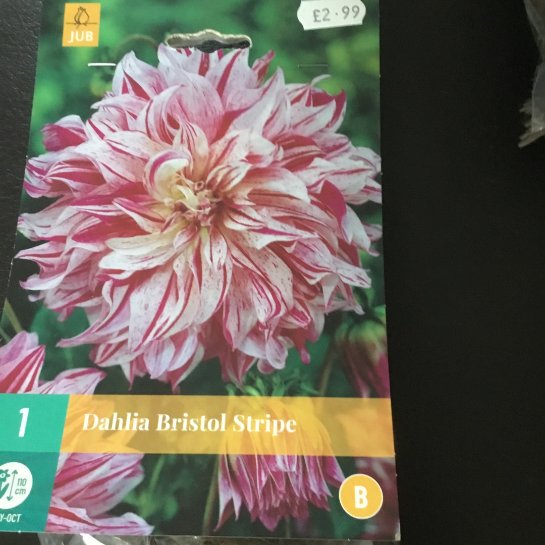Dahlia Bristol Stripe in the GardenTags plant encyclopedia Dahlia Bristol Stripe (Decorative) in the GardenTags plant encyclopedia