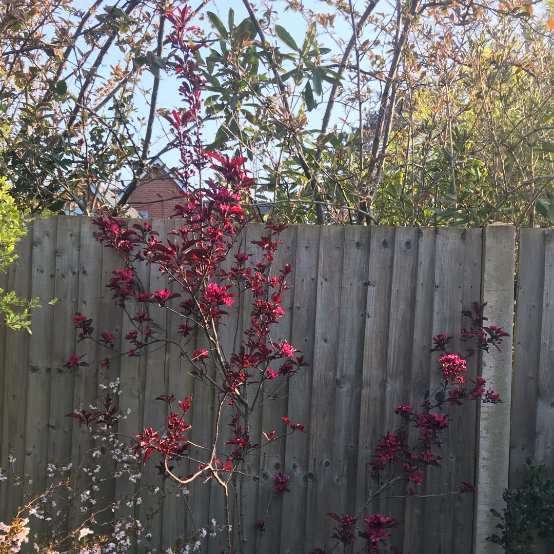 Malus Nicoline in the GardenTags plant encyclopedia Crab Apple Nicoline in the GardenTags plant encyclopedia
