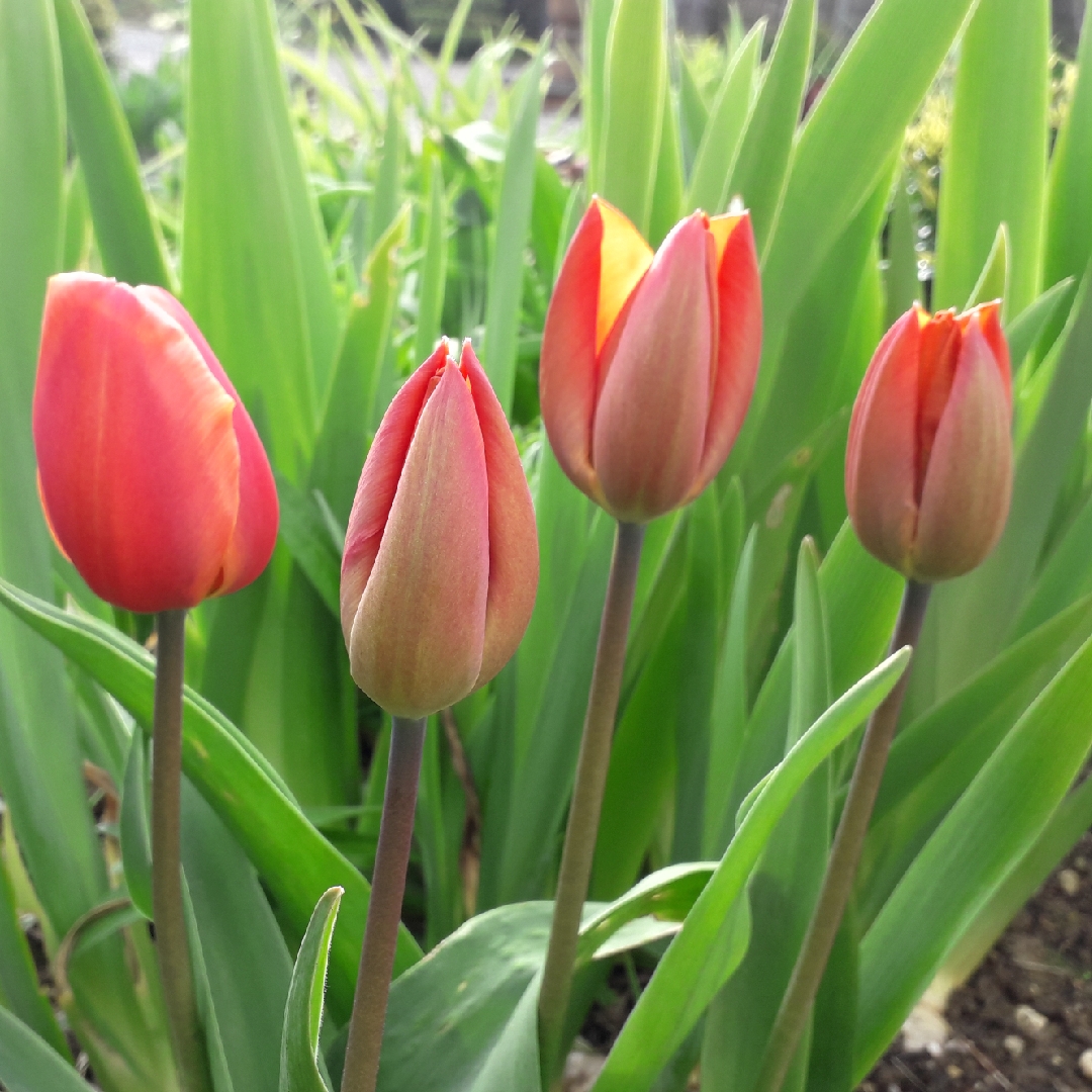 Tulipa Jenny in the GardenTags plant encyclopedia Tulip Jenny (Single Early) in the GardenTags plant encyclopedia