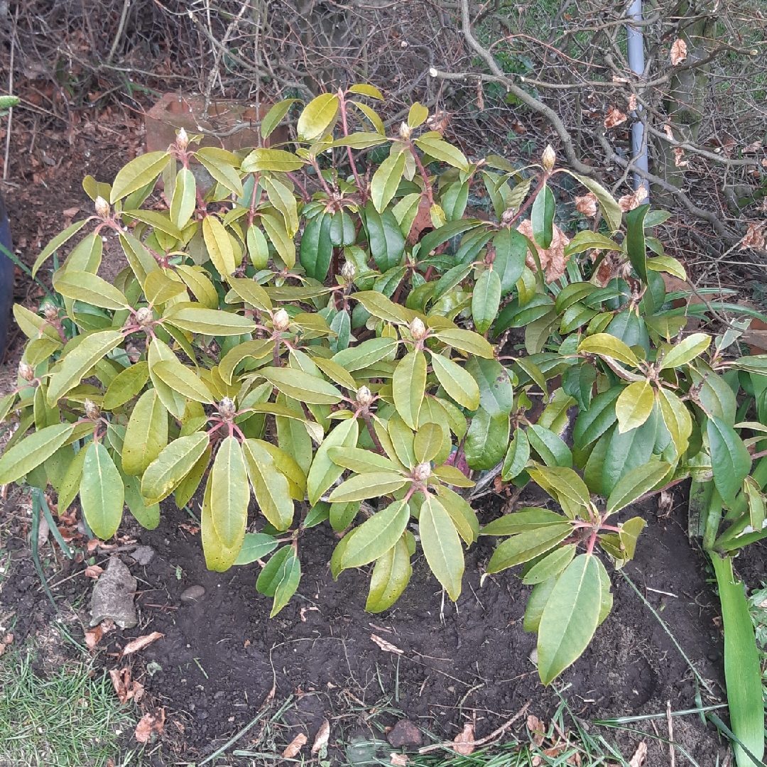 Rhododendron Marie Fortie syn. Rhododendron Madame Fortier in the GardenTags plant encyclopedia Rhododendron Marie Fortie in the GardenTags plant encyclopedia