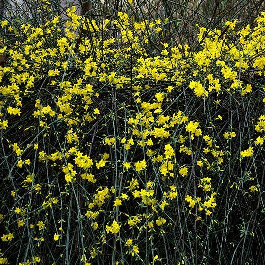 Winter Jasmine in the GardenTags plant encyclopedia