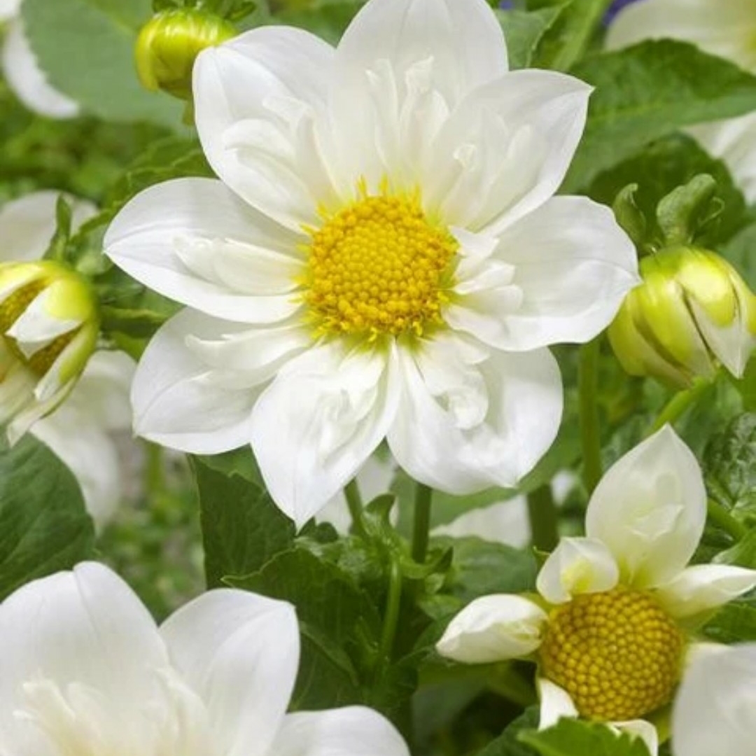 Dahlia Twynings White Chocolate in the GardenTags plant encyclopedia Dahlia Twynings White Chocolate (Single-flowered) in the GardenTags plant encyclopedia