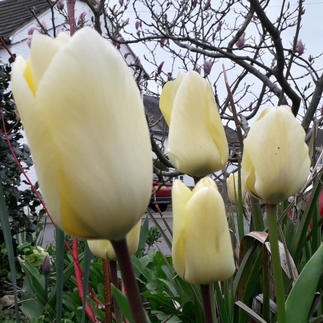 Tulipa Vanilla Cream in the GardenTags plant encyclopedia Tulip Vanilla Cream (Greigii) in the GardenTags plant encyclopedia