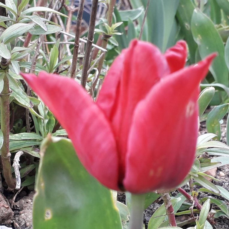 Tulipa Cassini in the GardenTags plant encyclopedia Tulip Cassini (Triumph) in the GardenTags plant encyclopedia