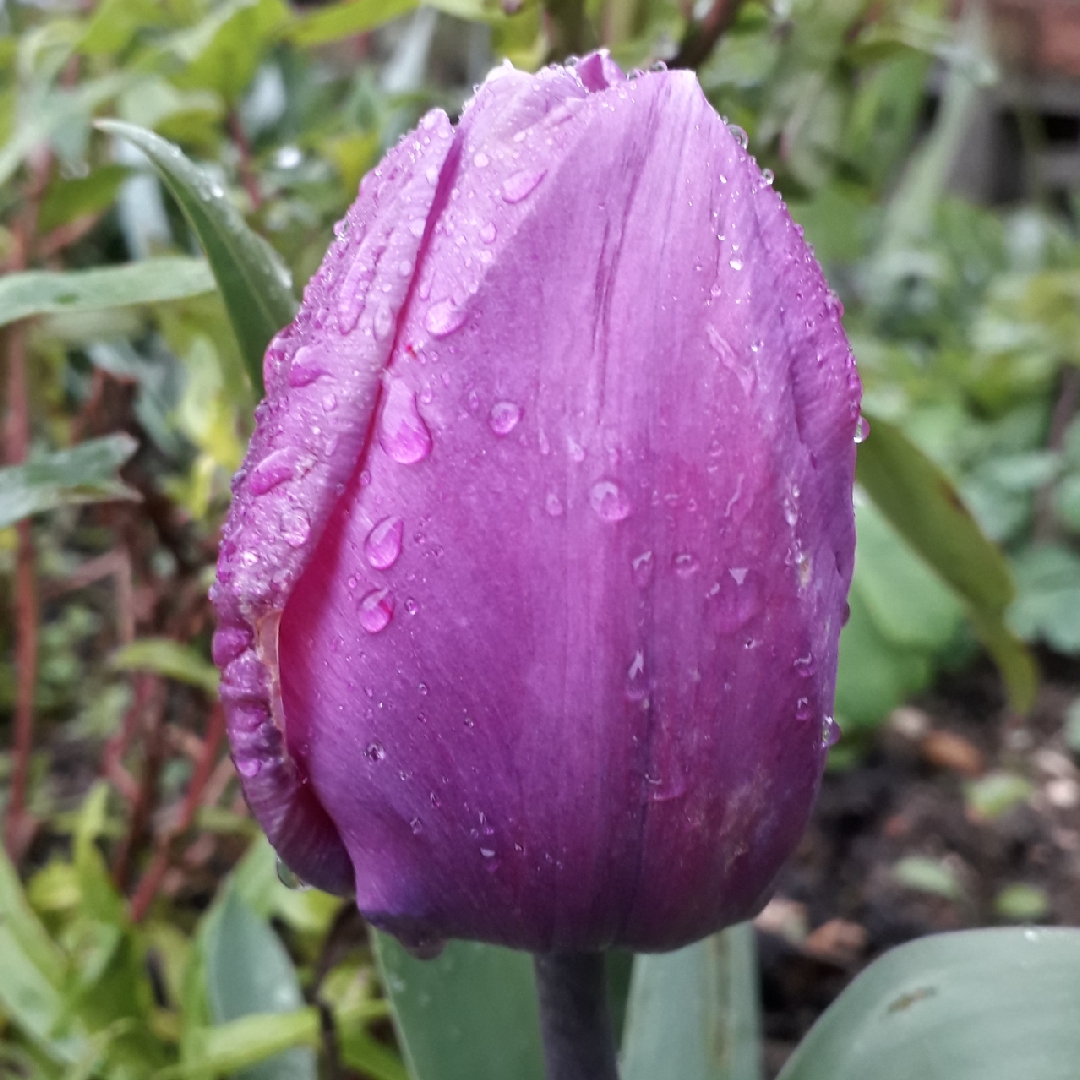 Tulipa Blue Ribbon in the GardenTags plant encyclopedia Tulip Blue Ribbon (Triumph) in the GardenTags plant encyclopedia