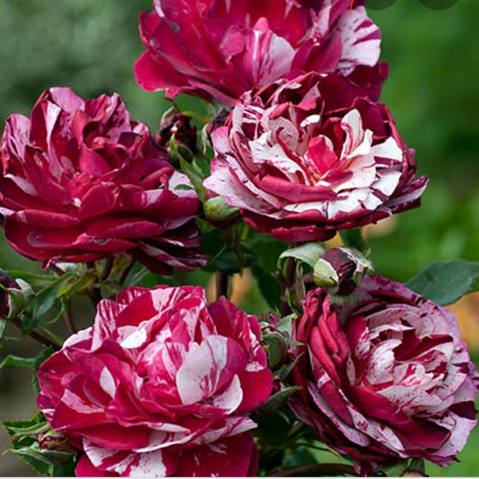 Rosa Dormelo syn. Rosa New Imagine, Rosa Just Imagine in the GardenTags plant encyclopedia Rose New Imagine (Floribunda) in the GardenTags plant encyclopedia